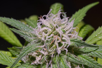 Nahaufnahme von einer Cannabisblüte