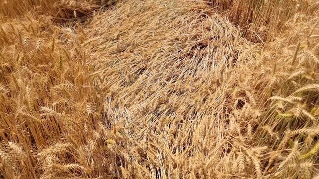 Wheat plants fallen. Wheat damage. Wheat fallen due to strong winds and rain. Because of broken straws and hence more difficult to harvest. Wheat field after heavy rains and flood. 4K Footage.