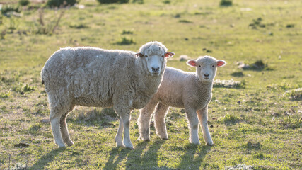 Mother sheep and cute lamb looking at you.
