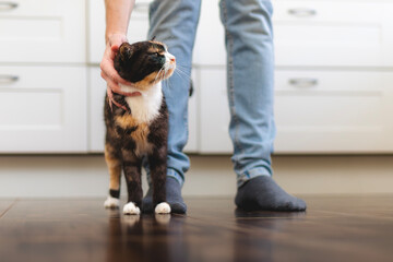 Contented cat greets her pet owner upon his arrival home. Man stroking his cute mottled cat.