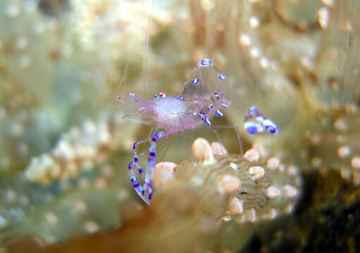 Glass anemone shrimp from Bunaken, Indonesia
