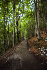 Fototapeta premium Lush Green Forest Trail in Alpine Woodland