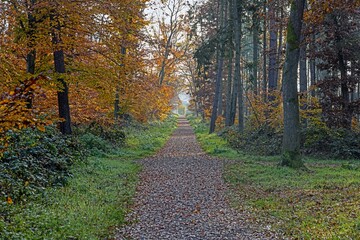 Straight forest trail lined with autumn trees and soft light