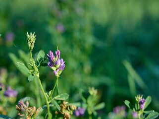 Flowering purple alfalfa (Medicago sativa) plant on green field.