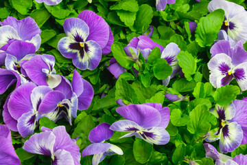Colorful purple pansies bloom abundantly in a garden during spring, showcasing their vibrant petals and lush green leaves under a clear sky
