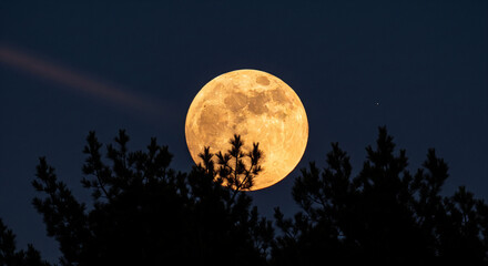 A large full moon rising above the silhouette of trees against a dark blue evening sky at twilight