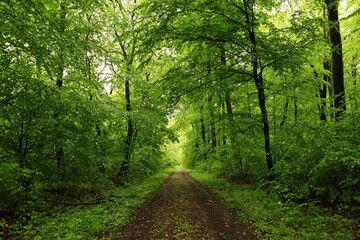 road in the forest