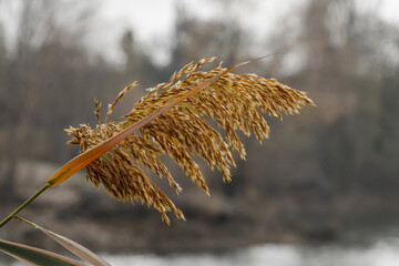 Golden grasses sway gently by the riverside during a tranquil autumn afternoon, creating a serene and peaceful atmosphere in nature
