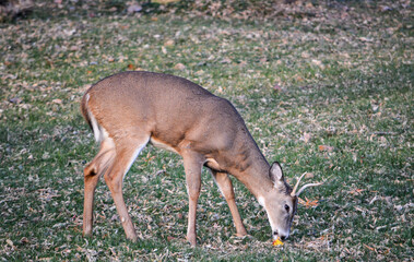 Southeast Michigan little spike antlered buck.