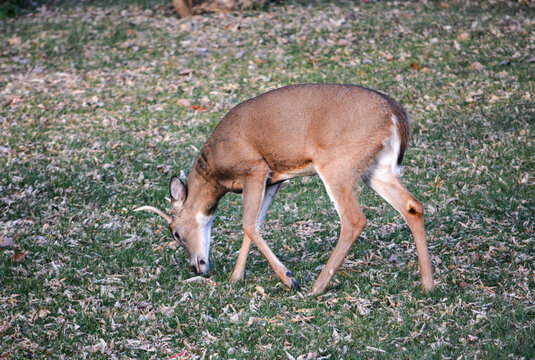 Southeast Michigan little spike antlered buck.