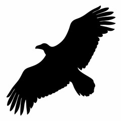 Majestic eagle soars against white backdrop with wings spread wide open