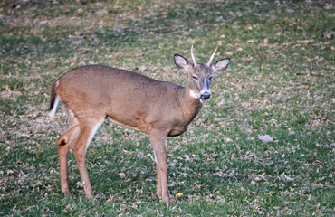 Southeast Michigan little spike antlered buck.