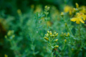 Сlose-up of the yellow blossoms of St. John's wort or hypericum perforatum.