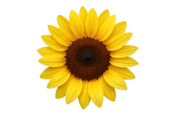 Fototapeta premium Sunflower head showing vibrant yellow petals and a dark brown center, isolated on a transparent background