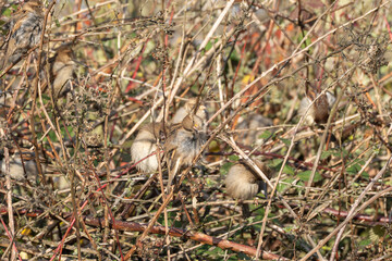 Fluffed sparrows Passer sp. groom and rest deep in a bramble hedge. Soft sunlight lights up the dense tangle of stems and birds.