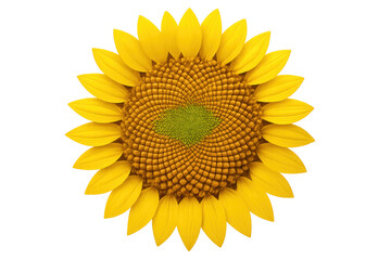 Fototapeta premium Sunflower head showing yellow petals surrounding disk florets with a green center, isolated on transparent background