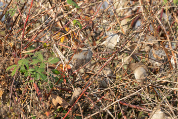 A male house sparrow with distinctive markings sits among other sparrows in the bramble thicket. The birds seek shelter in the dense branches.