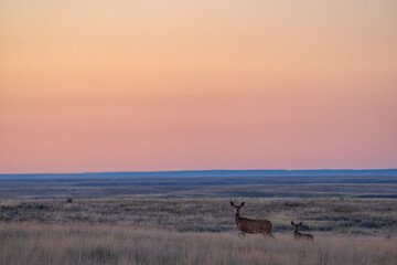 Fototapeta premium Deer at sunset on the prairies