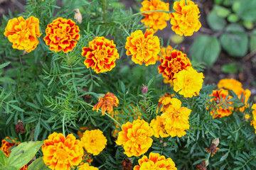 A dense patch of yellow and bicolor Marigold flowers