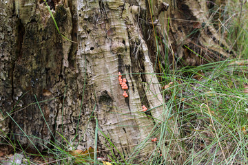 Orange slime mold growing on an old tree stump