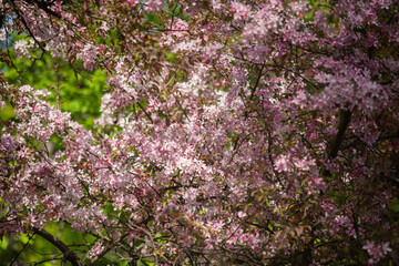 Pink Crabapple tree blossoms close-up in spring