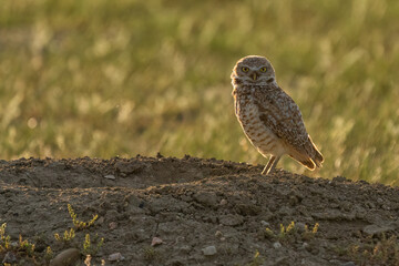 Burrowing owls