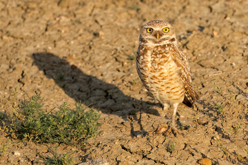 Burrowing owls