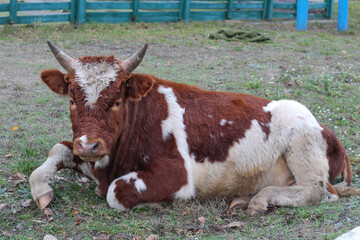 Brown and white cow with horns lying on grass
