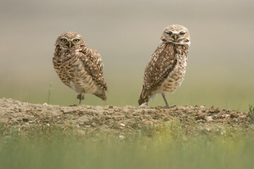 Burrowing owls