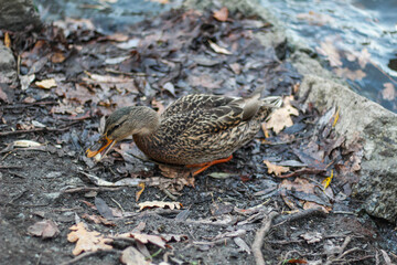 Female Mallard duck on wet autumn shore and leaves