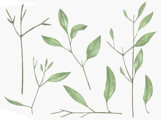 Watercolor Floral, watercolor green branches and leaves Illustration. Hand painted isolated on white background.