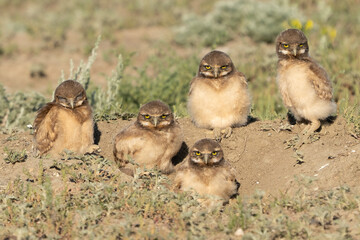 Burrowing owls