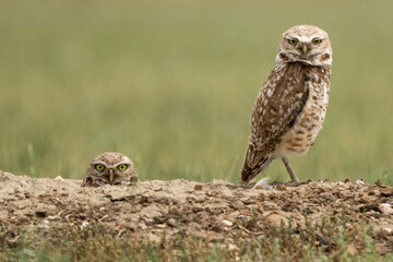 Burrowing owls
