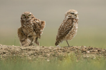 Burrowing owls