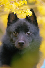 The portrait of a cute young Schipperke dog posing outdoors with yellow flowers in spring