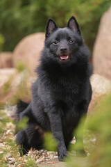 Young Schipperke dog posing outdoors in a garden sitting on stones