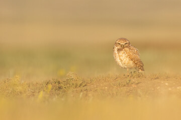 Burrowing owls
