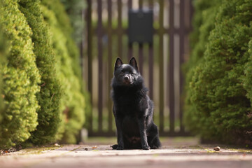 Obedient young Schipperke dog posing outdoors sitting on a tiled floor in a garden