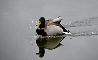 A duck is ice skating