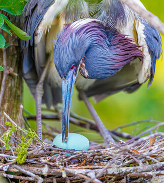 Female A tricolored heron, turns over her delicate eggs in the nest