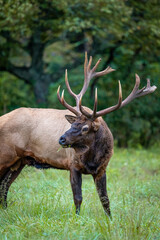 Large male bull elk looks for danger left