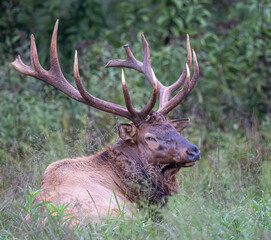 Large male elk beds down into the tall grass to rest