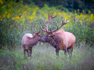 Large male elk sticks out its tongue to taste the air