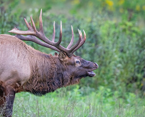 Male elks 