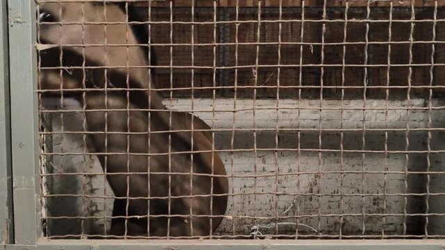 Akhal-Teke stallion horse in stall. Buckskin dun coat color. Front view of muzzle through grille. Turns muzzle left and right
