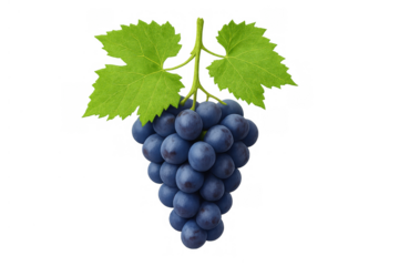 Fresh bunch of purple grapes hanging with green leaves, healthy organic summer fruit, transparent background