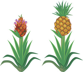 Pineapple plant (Ananas comosus) with inflorescence and pineapple plant (Ananas comosus) with ripe pineapple fruit and green leaves isolated on white background	
