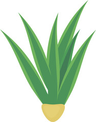 Young pineapple plant (Ananas comosus) with green leaves isolated on white background	