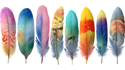 set of colorful feathers