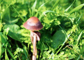 Mushrooms in nature, against the grass, close-up macro.